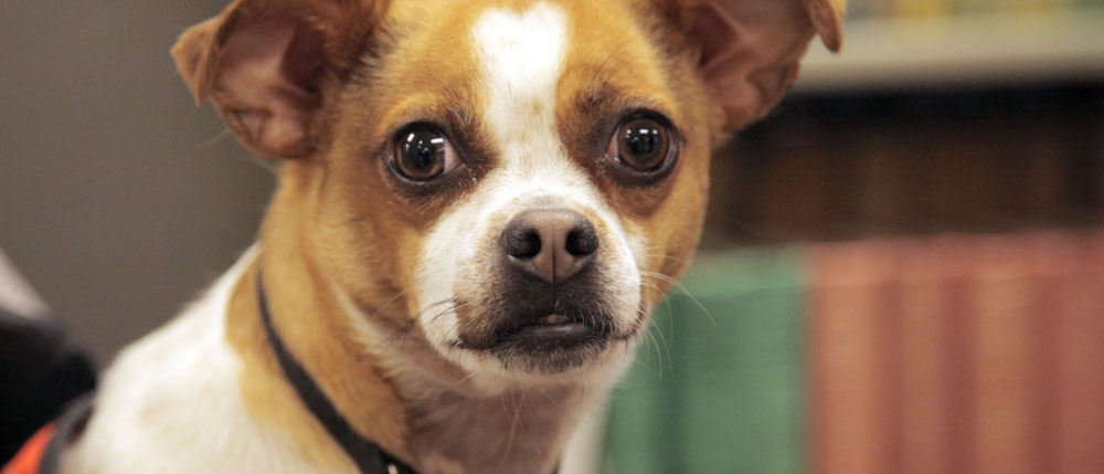 Pete's Pet Posse Collection banner image
