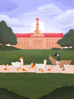 Campus ducks on a tour in front of the library